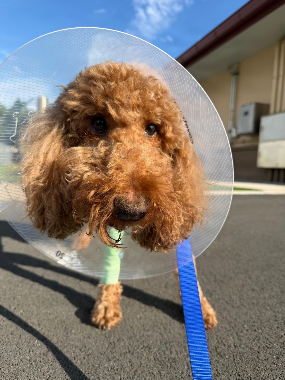 Oahu Veterinary Network Strengthens Readiness Through Training and Community Care