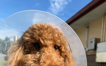 Oahu Veterinary Network Strengthens Readiness Through Training and Community Care