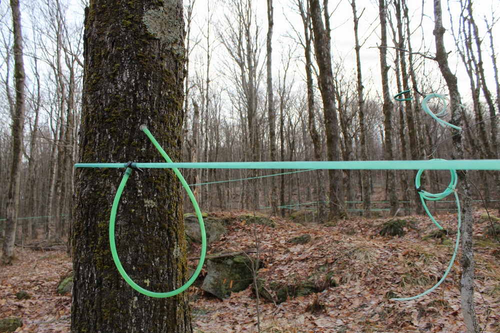 Twin Maple Sugarbush Operation