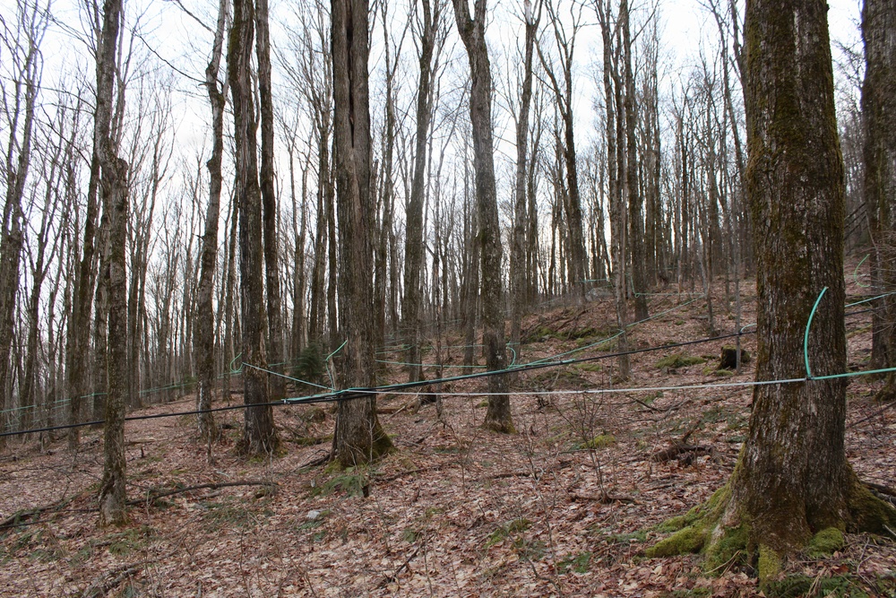 Twin Maple Sugarbush Operation