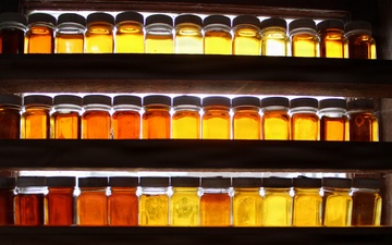 Tapped Potential: National Forest Maple