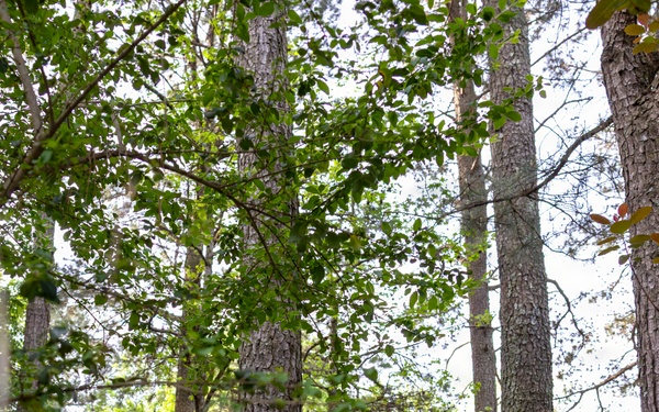 Serving the Community, Caring for the Earth: F-22 Demo Team Volunteers at Sandy Bottom Nature Park