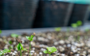 Camp Blaz Native Plant Nursery Showcase – Fulfilling Commitments and Strengthening Island Native Ecosystems