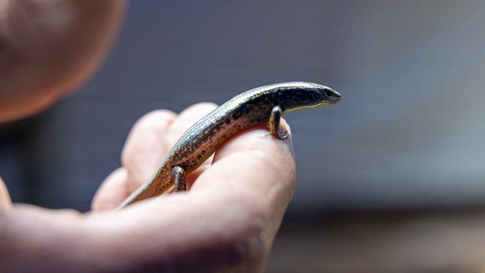 DPAA Mission 25-4 conducts site survey in Papua New Guinea