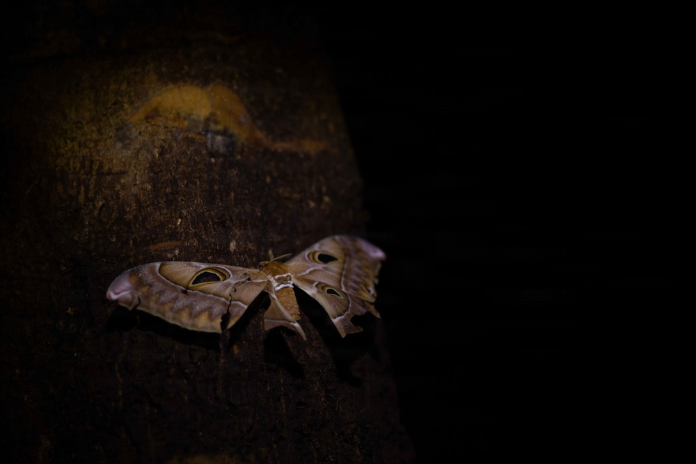 DPAA Mission 25-4 debriefed the day in Papua New Guinea