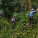 DPAA Mission 25-4 clears brush in Papua New Guinea
