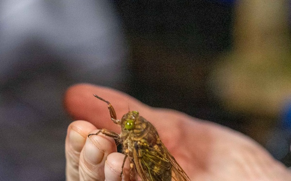 DPAA Mission 25-4 conducts site operations in Papua New Guinea