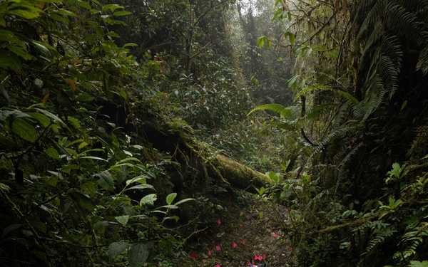 DPAA Mission 25-4 repels down a gulch in Papua New Guinea