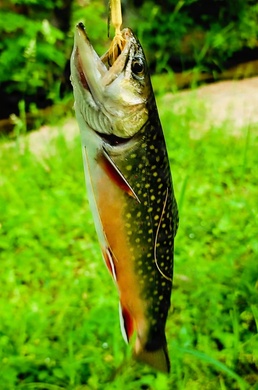 2026 Fort McCoy fishing season begins May 2