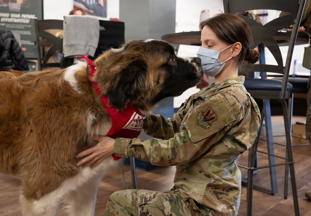 A round of ap-paws for USO therapy dogs