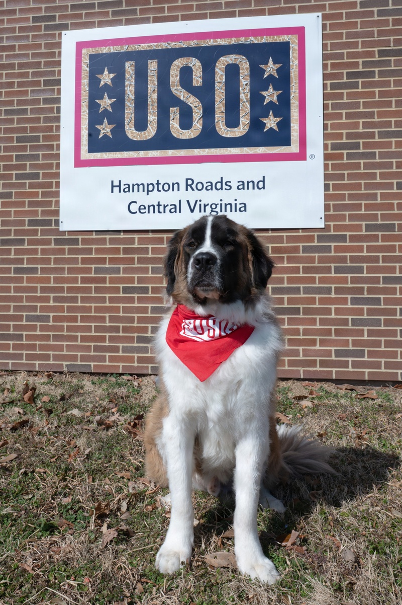 A round of ap-paws for USO therapy dogs