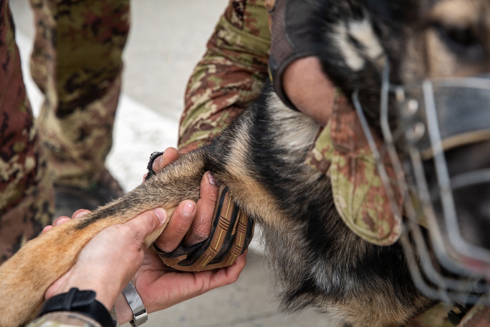 Multinational partners develop K9 MEDEVAC procedures for working dogs across KFOR