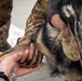 Multinational partners develop K9 MEDEVAC procedures for working dogs across KFOR