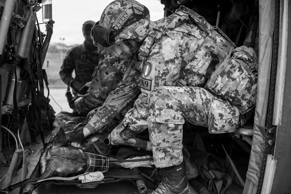Multinational partners develop K9 MEDEVAC procedures for working dogs across KFOR