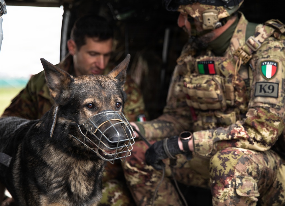Multinational partners develop K9 MEDEVAC procedures for working dogs across KFOR
