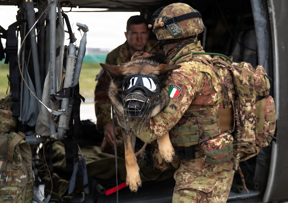 Multinational partners develop K9 MEDEVAC procedures for working dogs across KFOR
