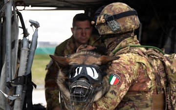 Multinational partners develop K-9 MEDEVAC procedures for working dogs across KFOR