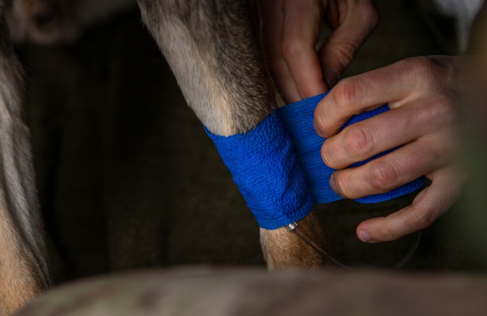 Multinational partners develop K9 MEDEVAC procedures for working dogs across KFOR
