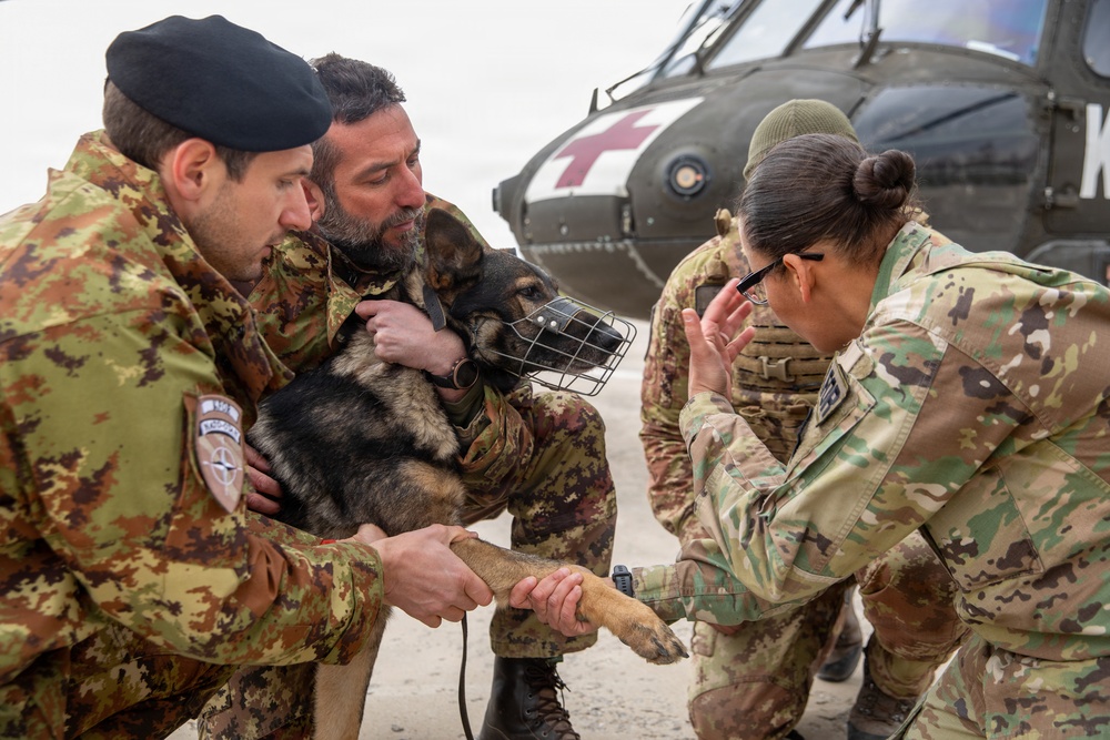 Multinational partners develop K9 MEDEVAC procedures for working dogs across KFOR