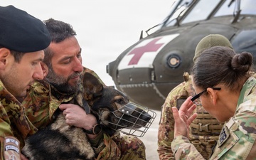 Multinational partners develop K9 MEDEVAC procedures for working dogs across KFOR