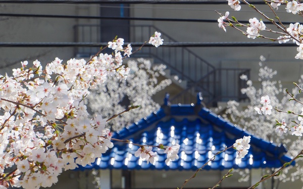 Camp Casey in Spring 2026