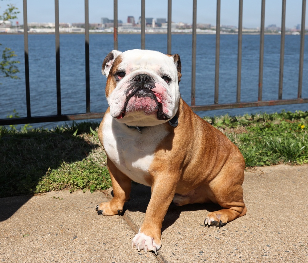 MCCS Spring Fling 2026