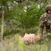 JBSA-Camp Bullis hosts training, sharpens readiness skills
