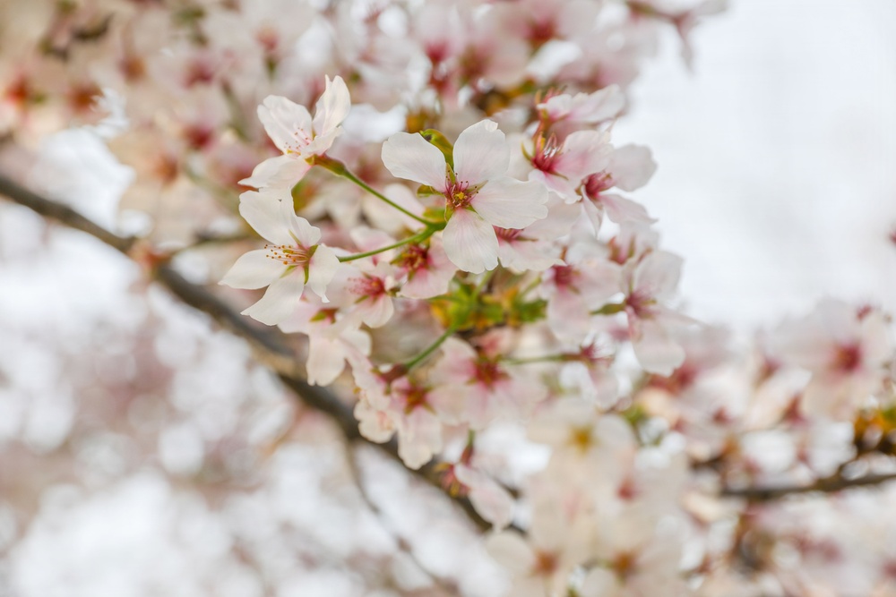 Spring 2026 at Camp Casey
