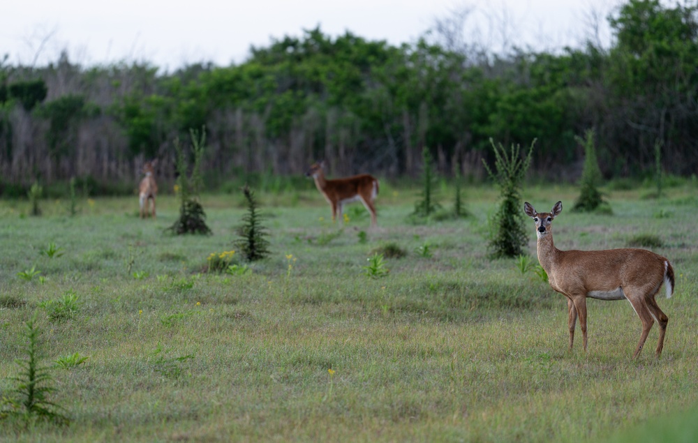 Fast tracking the Everglades Agricultural Area