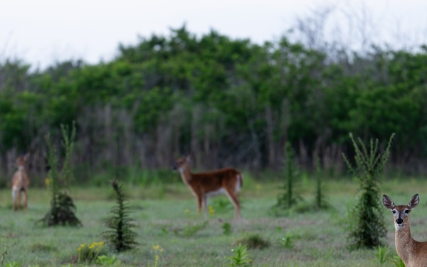 Fast Tracking Everglades Agricultural Area