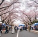 Yokota hosts annual Sakura Spring Festival