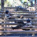 Special Forces Candidates Tackle Obstacle Course