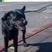 Nimitz Conducts Flight Deck PT