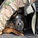 HMLA-369 assists in bilateral K-9 flight training