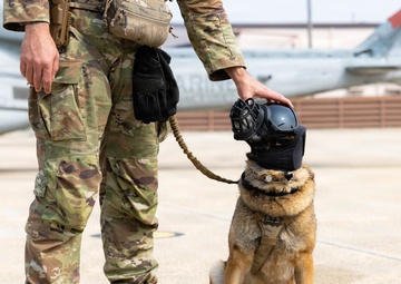 HMLA-369 assists in bilateral K-9 flight training