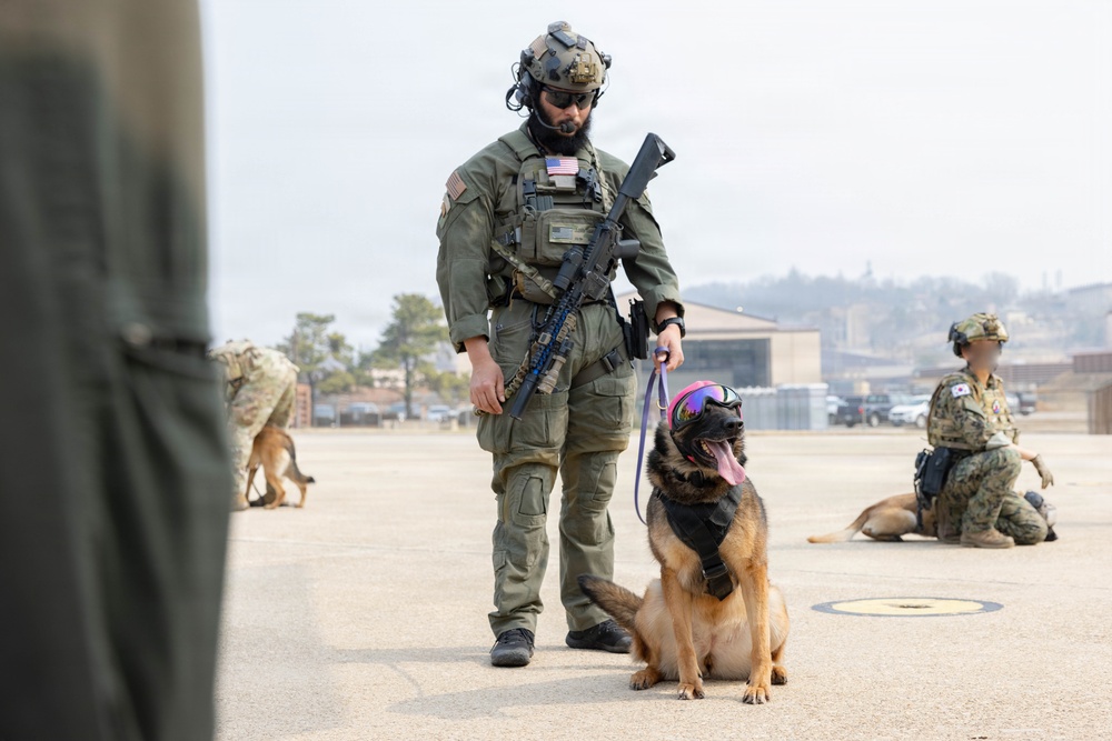 HMLA-369 assists in bilateral K-9 flight training