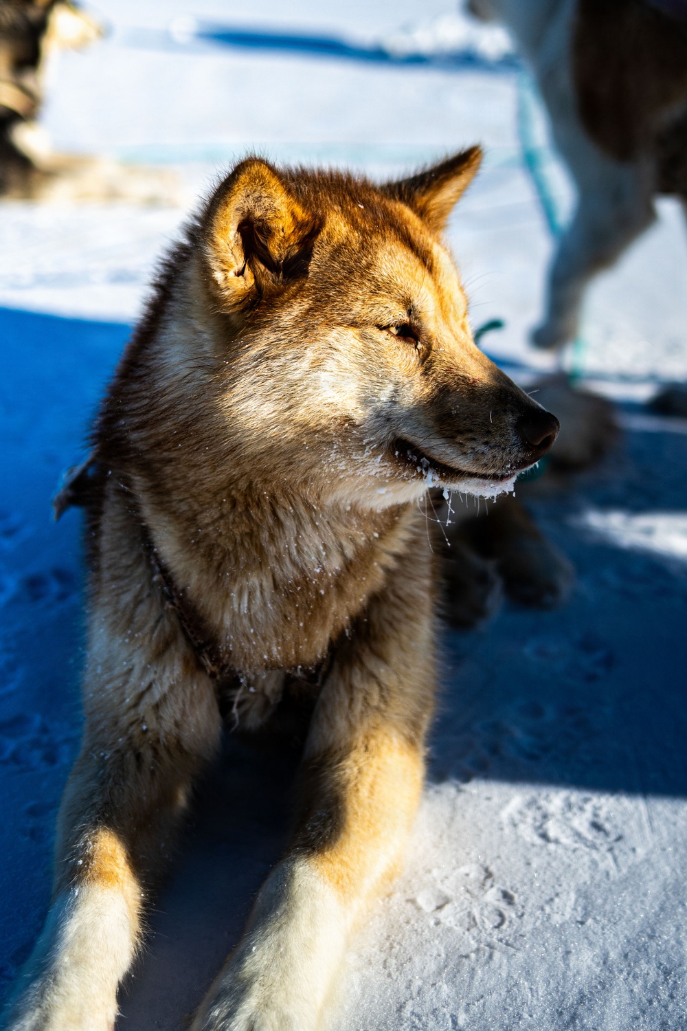 Pituffik Space Base Celebrates Greenlandic Heritage Week