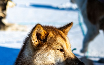 Pituffik Space Base Celebrates Greenlandic Heritage Week