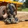 U.S., Ivorian Forces conduct Tactical Combat Casualty Care training U.S., Ivorian Forces conduct Tactical Combat Casualty Care training