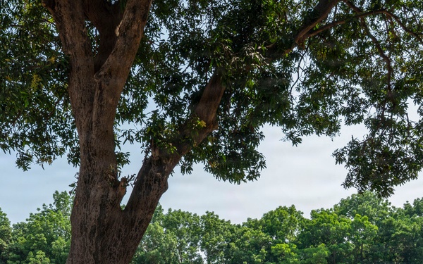 736 SFS - Philippine Air Force Exchange Counter IED Tactics