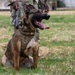35th Security Forces Squadron conducts first joint bilateral K-9 exercise