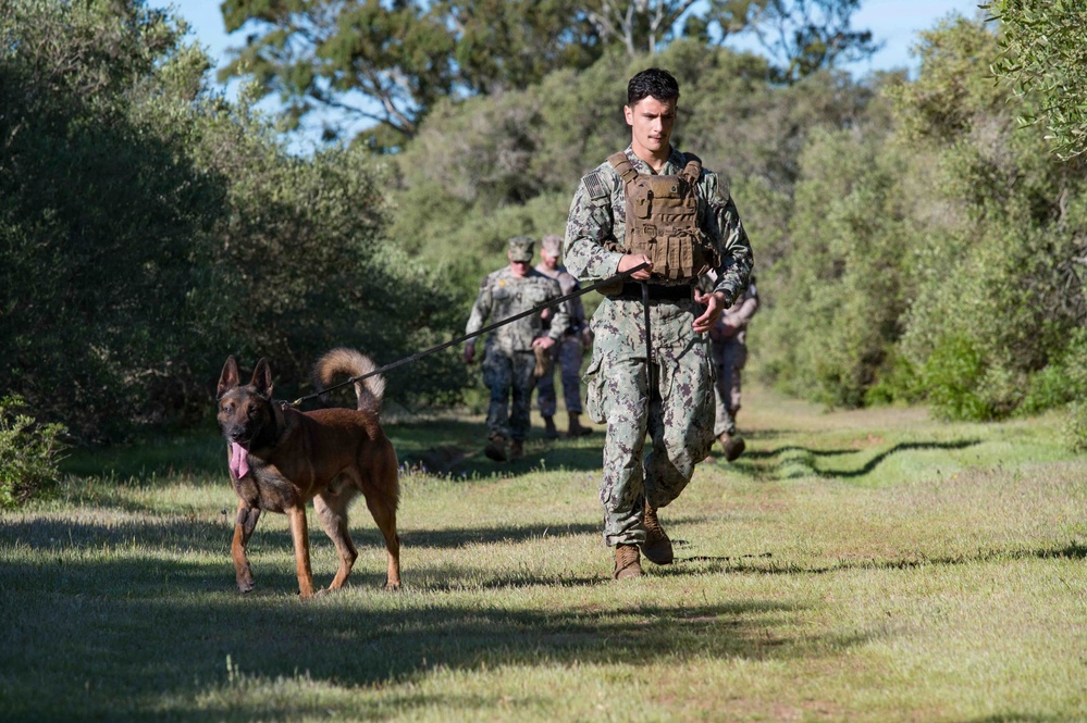 U.S. Navy Sailors and Spanish marines conduct military working dog training