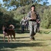 U.S. Navy Sailors and Spanish marines conduct military working dog training