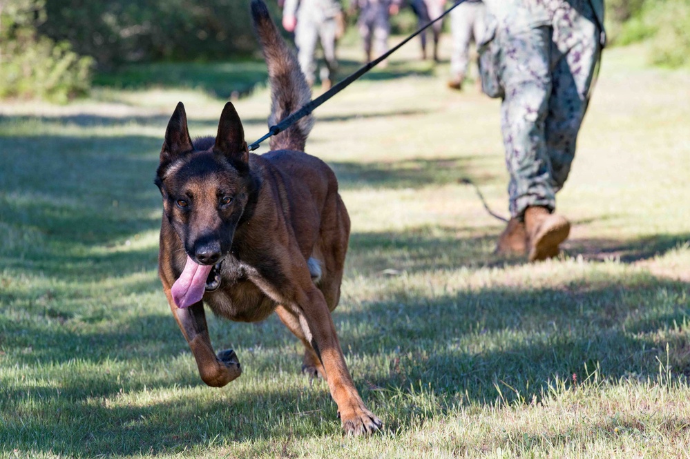 U.S. Navy Sailors and Spanish marines conduct military working dog training