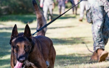 U.S. Navy Sailors and Spanish marines conduct military working dog training