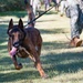 U.S. Navy Sailors and Spanish marines conduct military working dog training