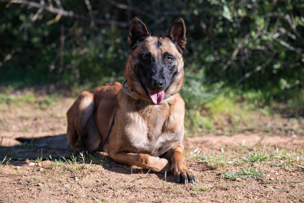 U.S. Navy Sailors and Spanish marines conduct military working dog training