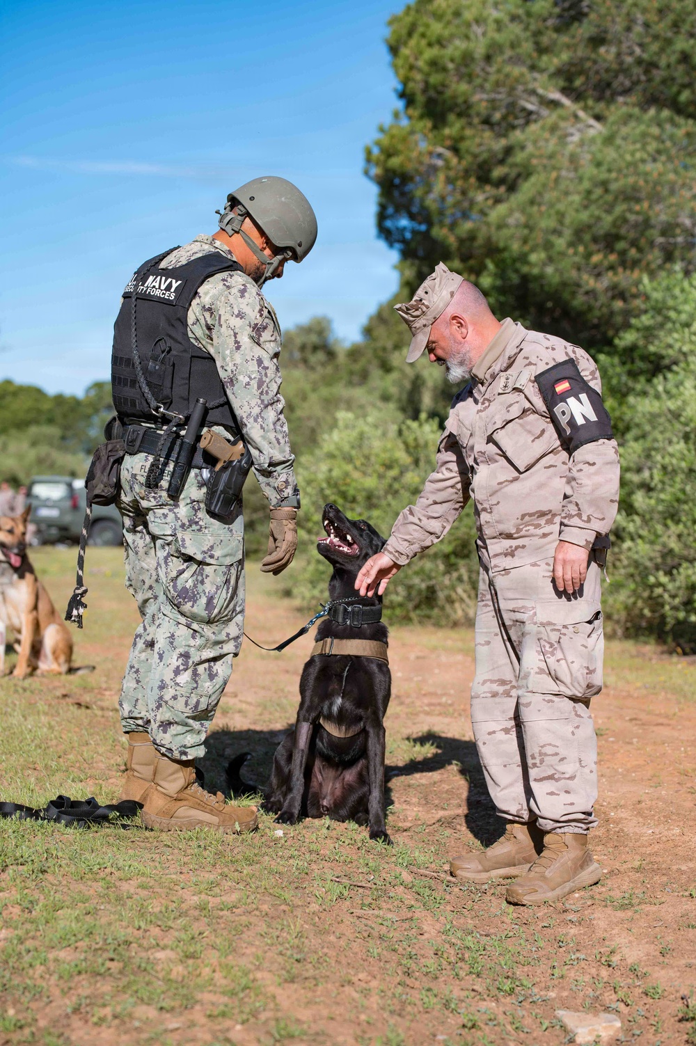 U.S. Sailors and Spanish marines conduct military working dog training