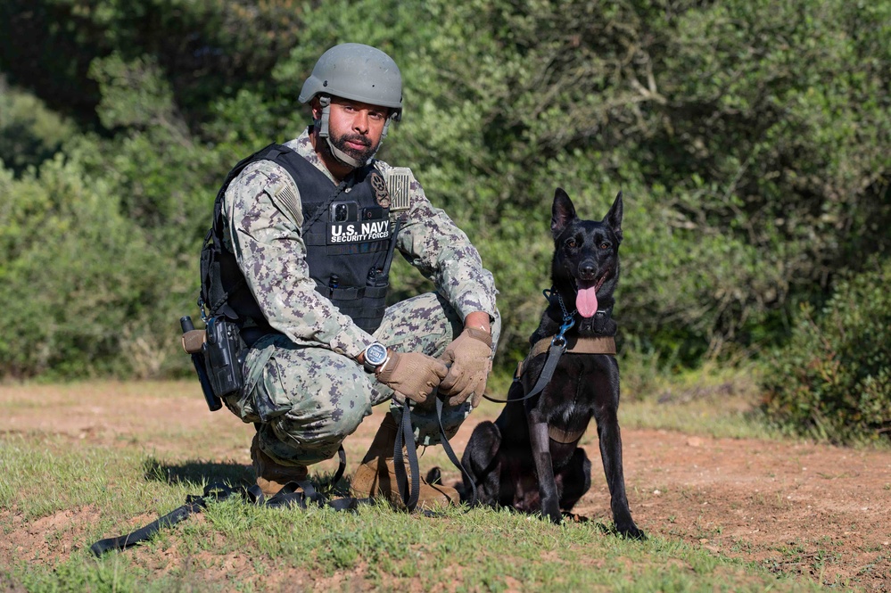 U.S. Sailors and Spanish marines conduct military working dog training