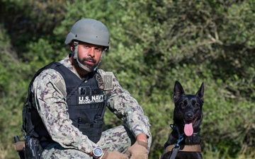 U.S. Sailors and Spanish marines conduct military working dog training